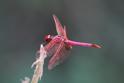 J01_3688 Trithemis annulata